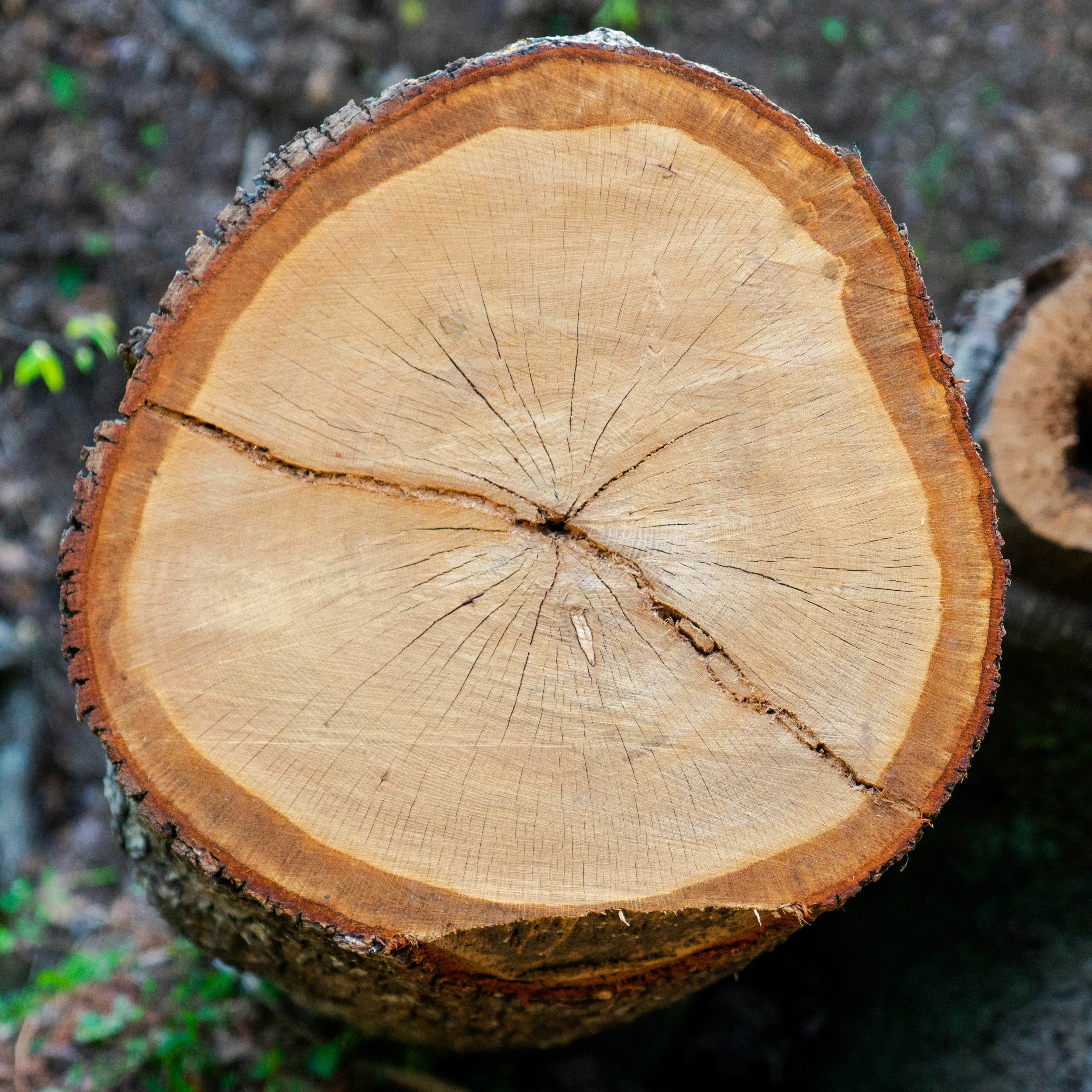 What Makes Us Different